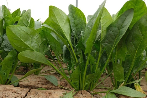 spinach spinach