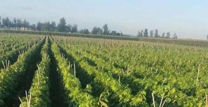 Brassinolide application Brassinolide application